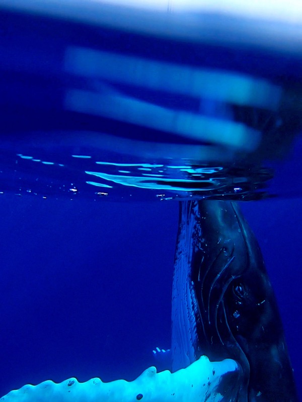 Baleine, Moorea, Polynésie Française.