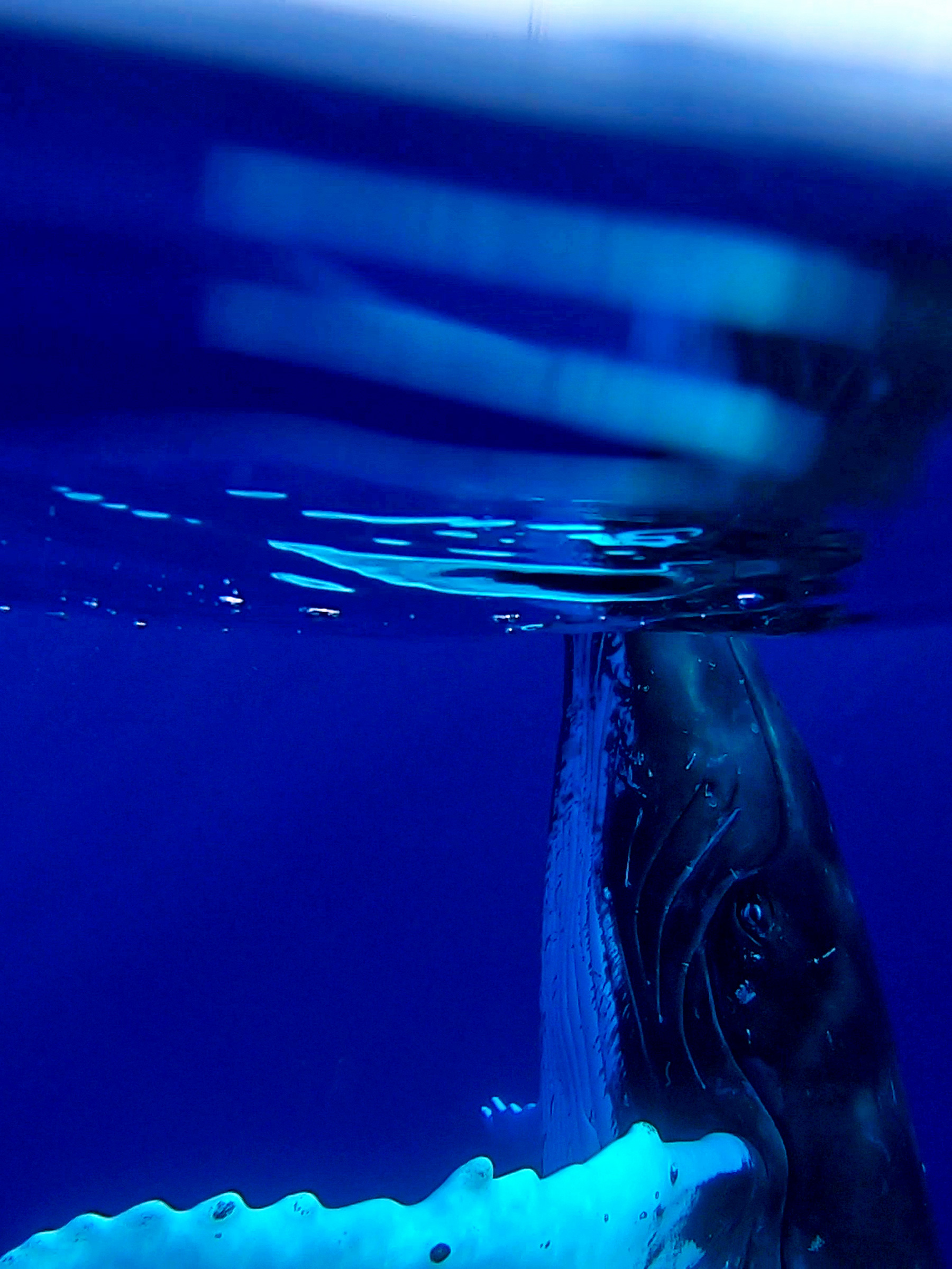 Baleine, Moorea, Polynésie Française.