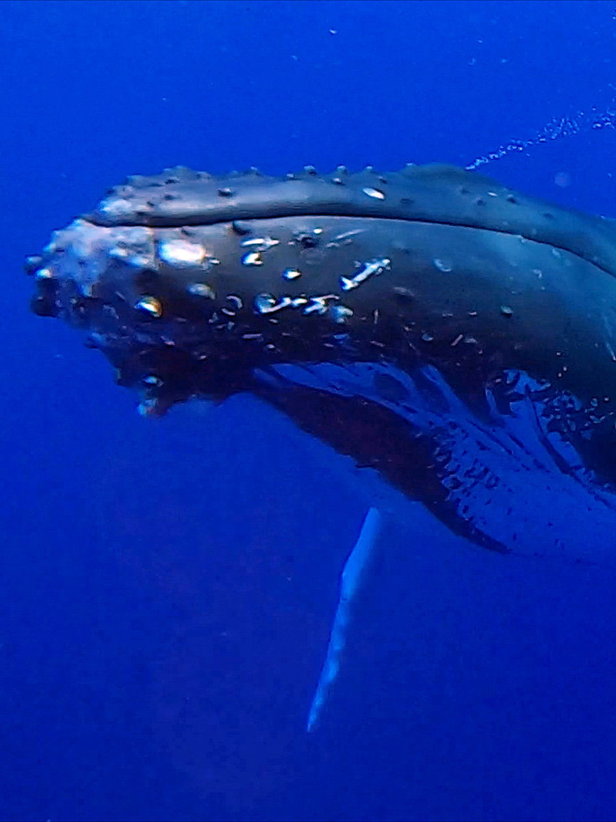 Baleine, Moorea, Polynésie Française.