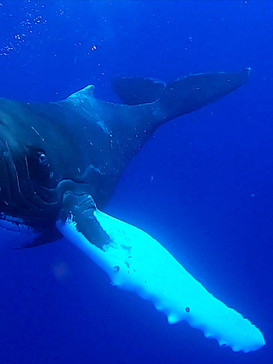 Baleine, Moorea, Polynésie Française.