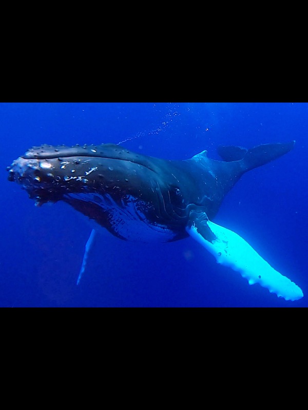 Baleine, Moorea, Polynésie Française.