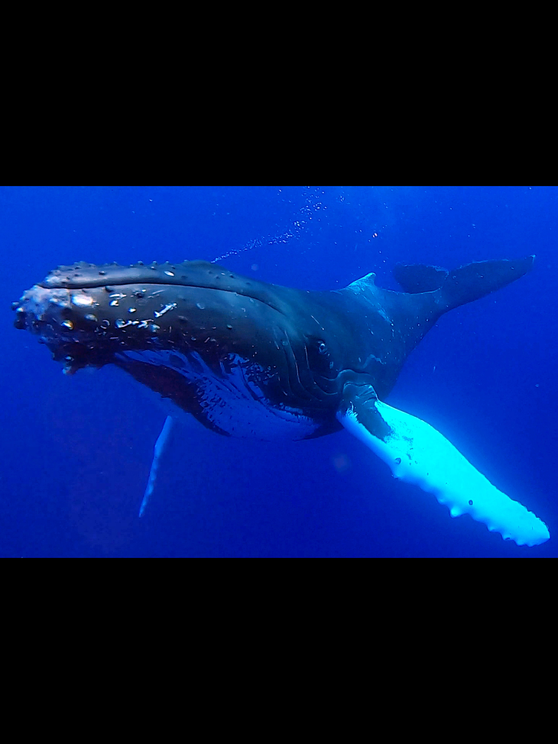 Baleine, Moorea, Polynésie Française.