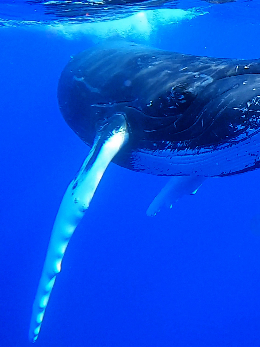 Baleine, Moorea, Polynésie Française.