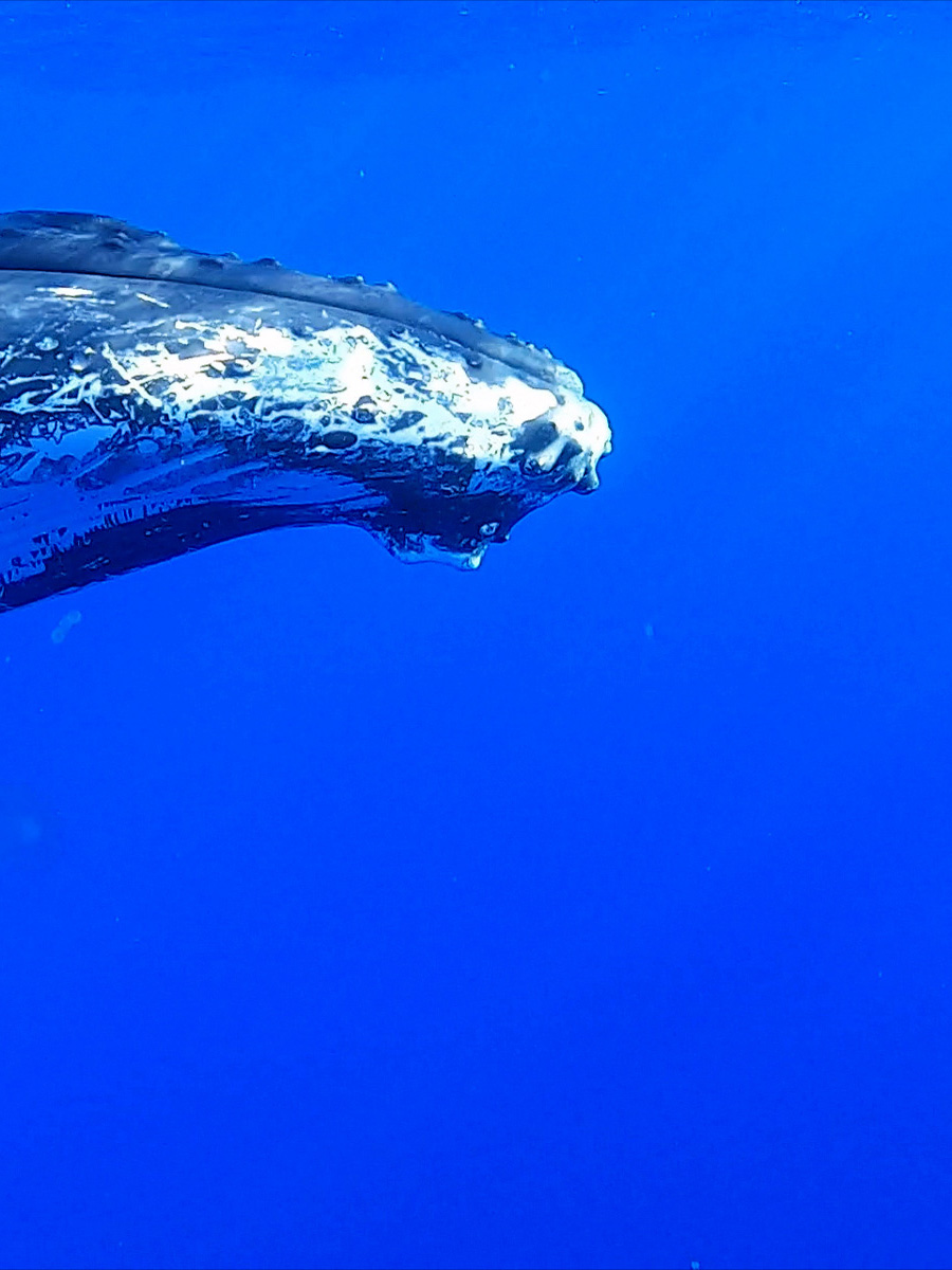 Baleine, Moorea, Polynésie Française.