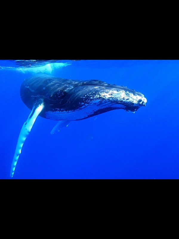 Baleine, Moorea, Polynésie Française.