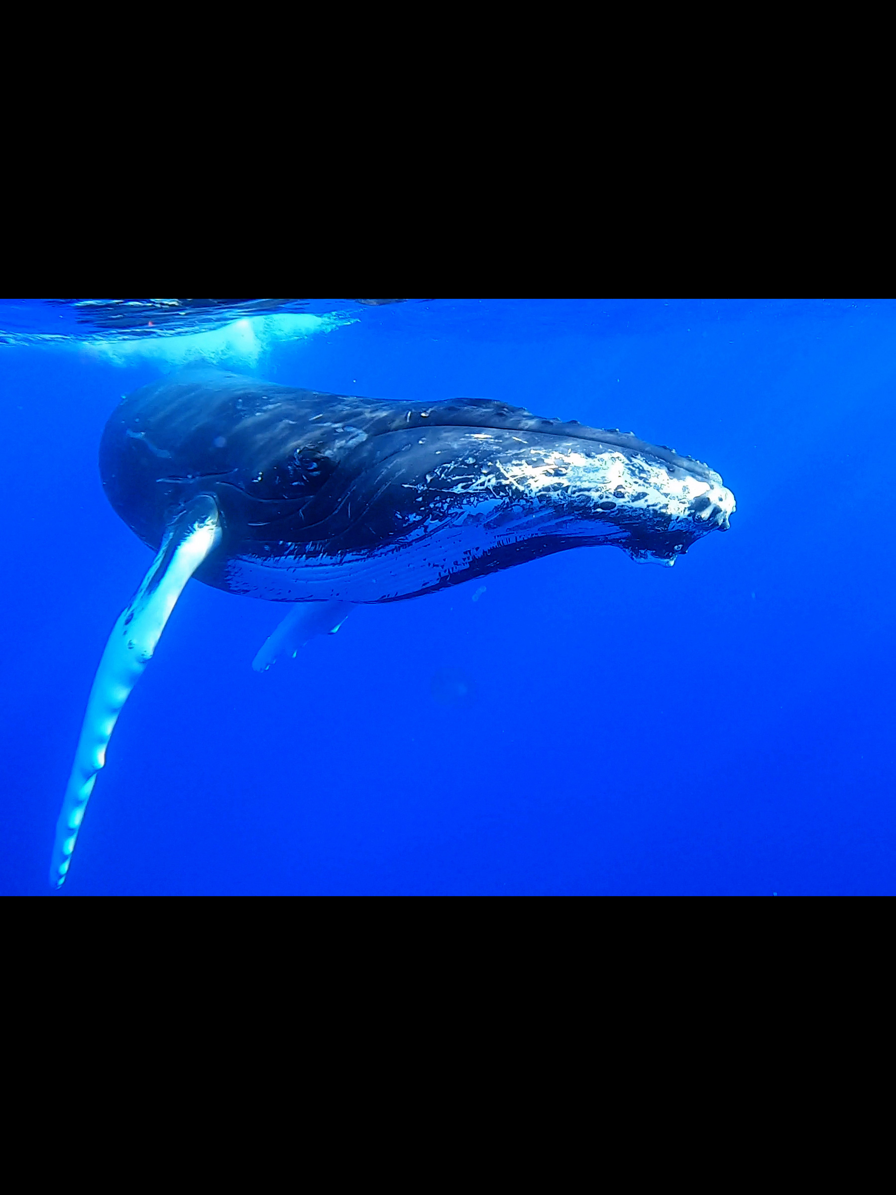 Baleine, Moorea, Polynésie Française.
