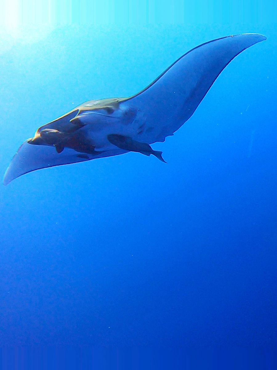 Raies mobula, Açores.