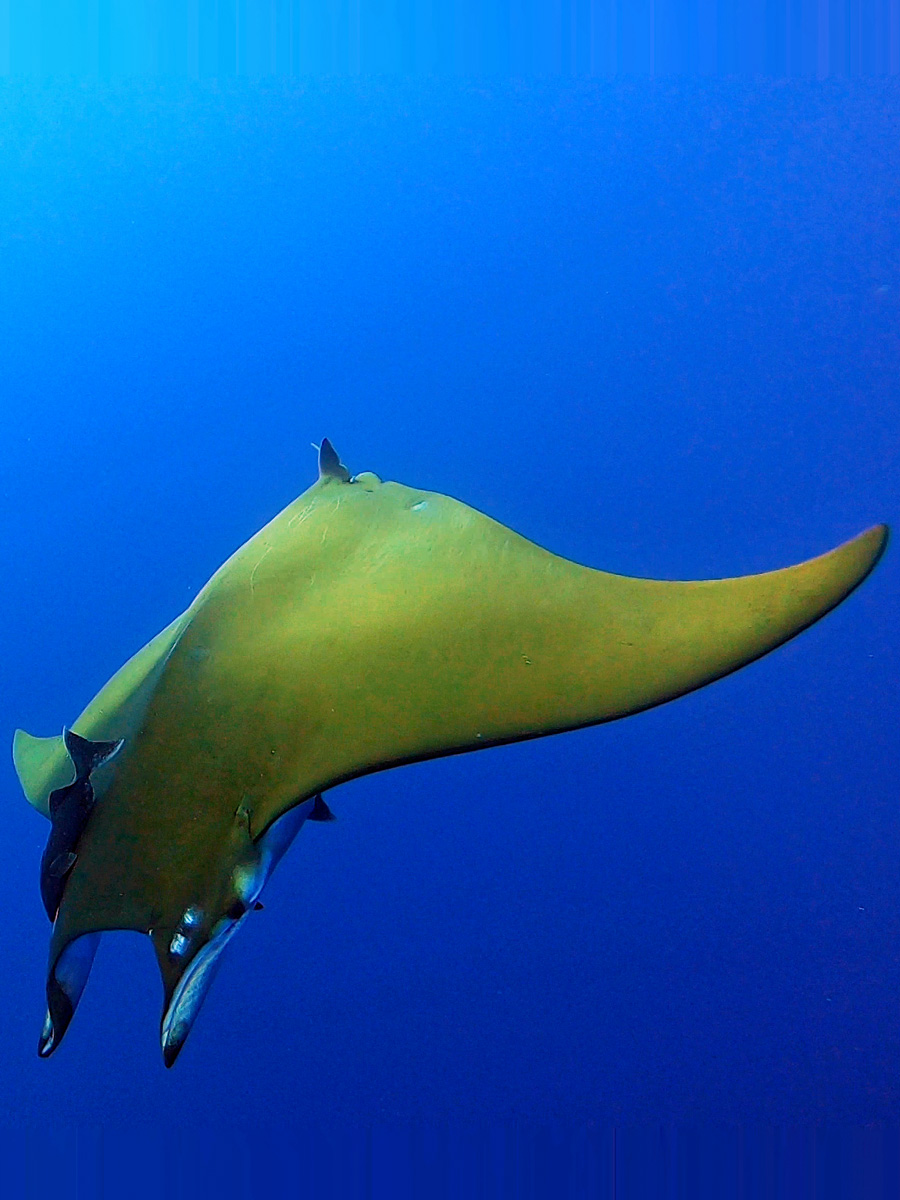 Raies mobula, Açores.