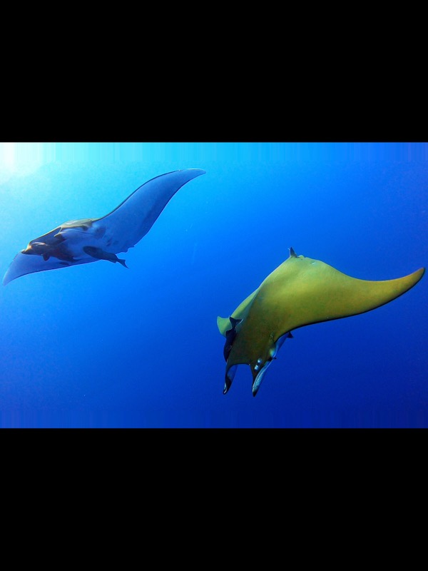 Raies mobula, Açores.