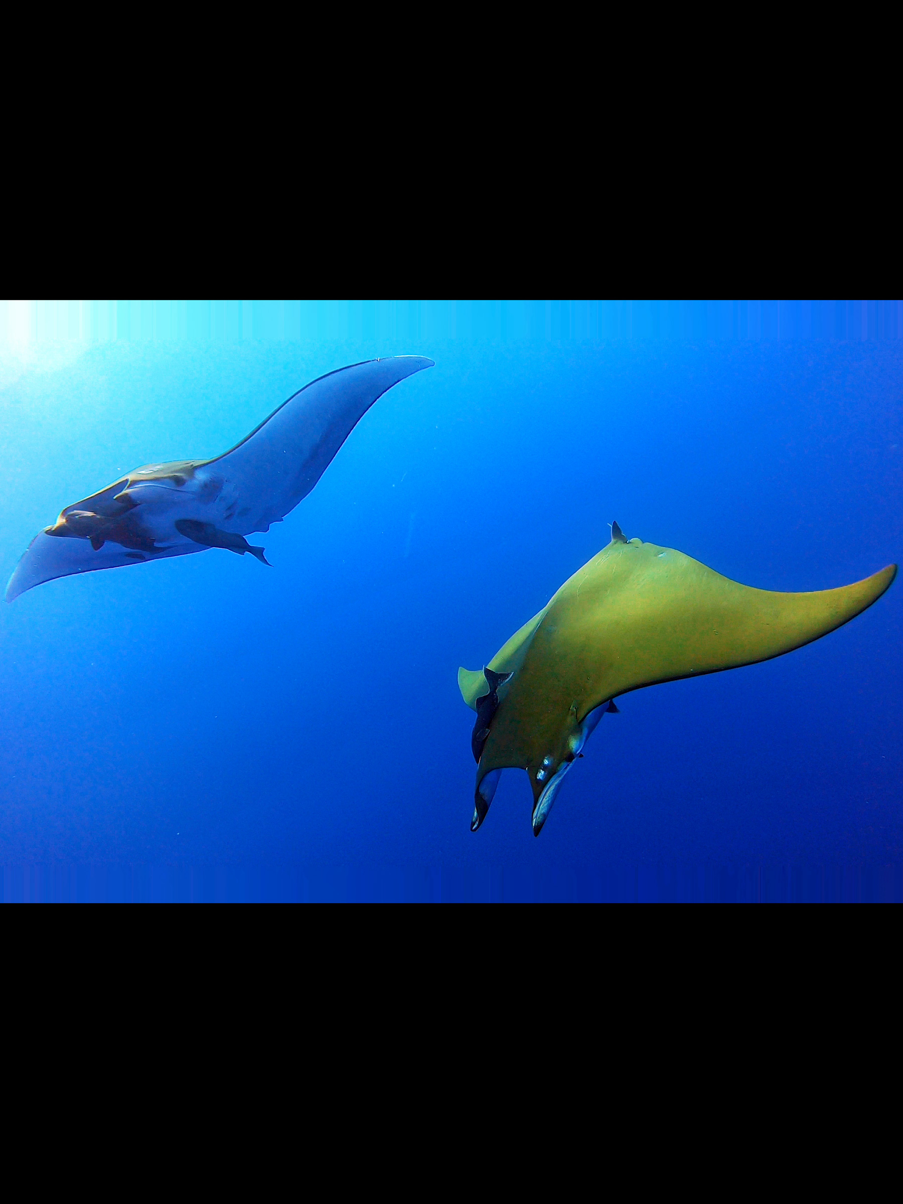 Raies mobula, Açores.