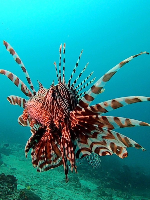 Poisson lion, Indonésie.