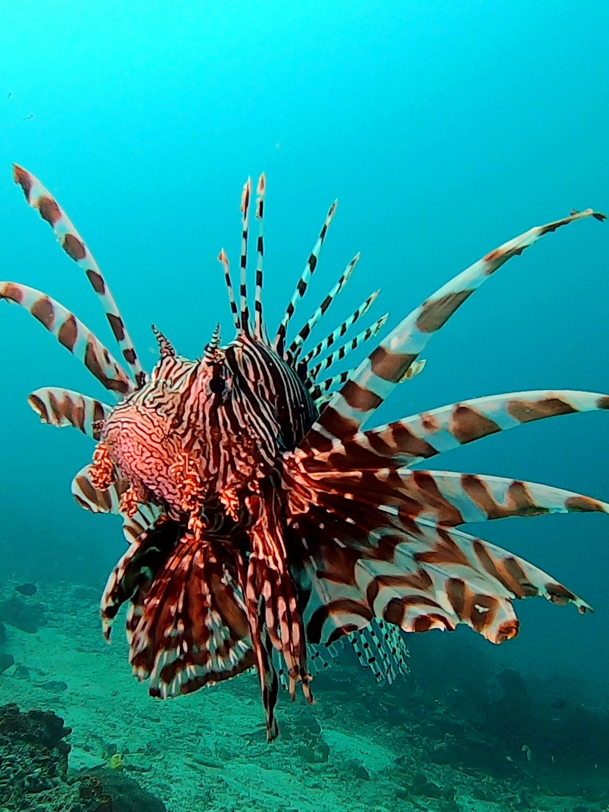 Poisson lion, Indonésie.