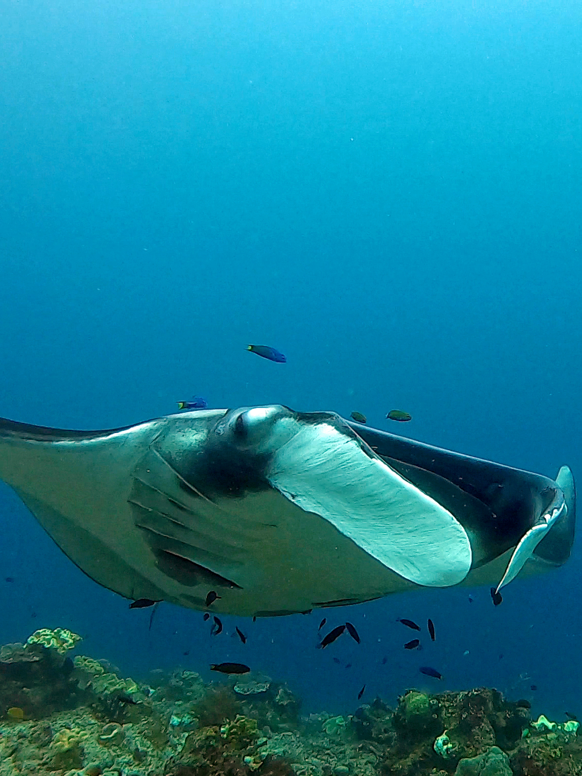 Raie manta, Indonésie.