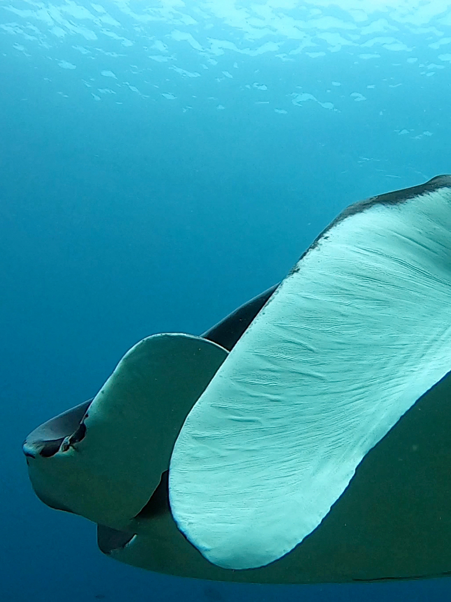 Raie manta, Indonésie.