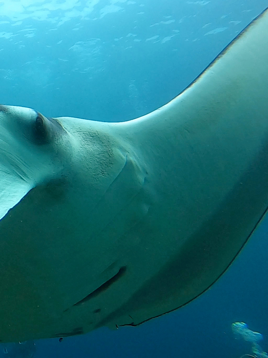 Raie manta, Indonésie.