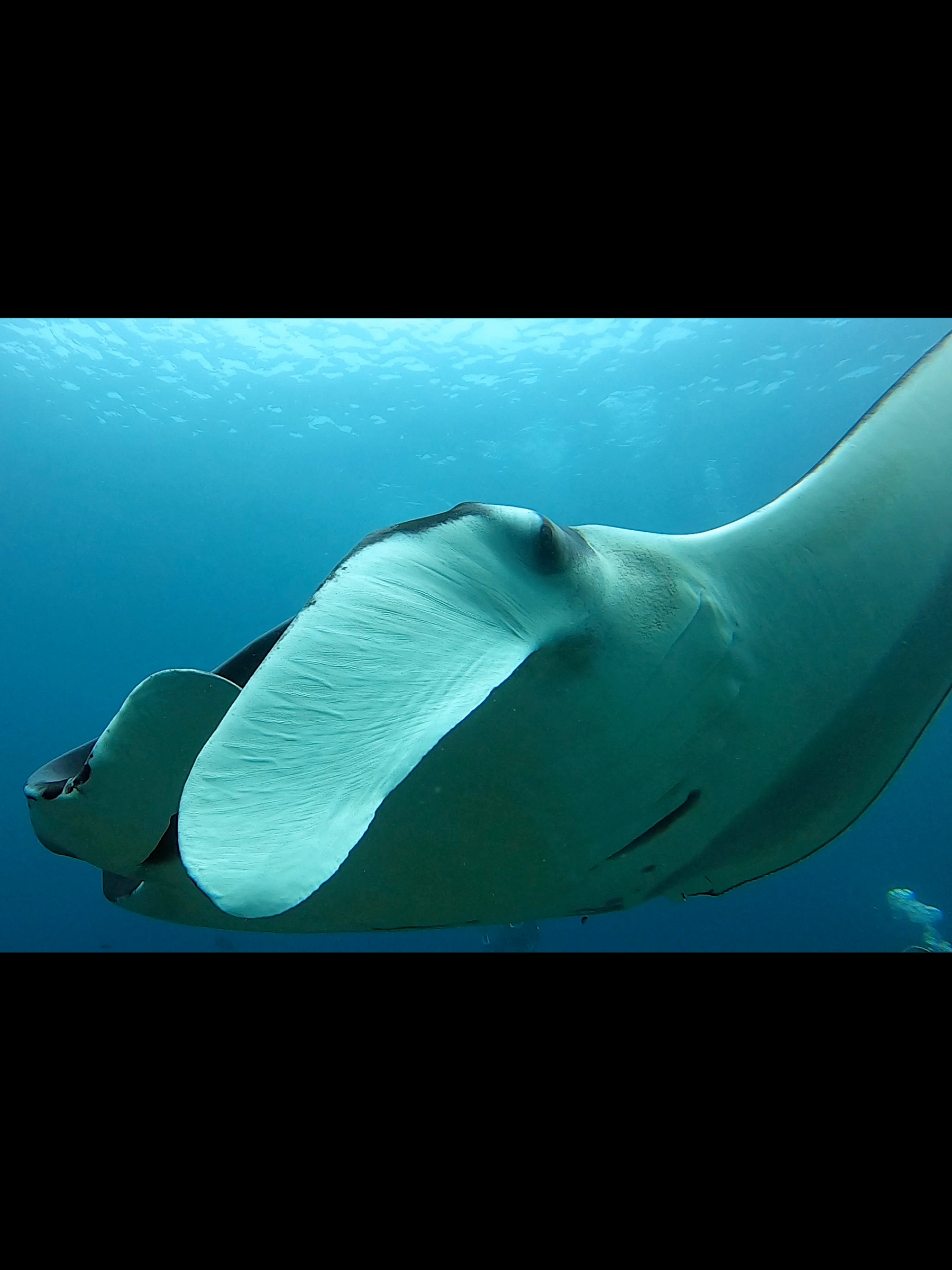 Raie manta, Indonésie.