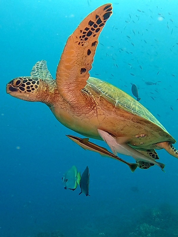 Tortue, Indonésie.