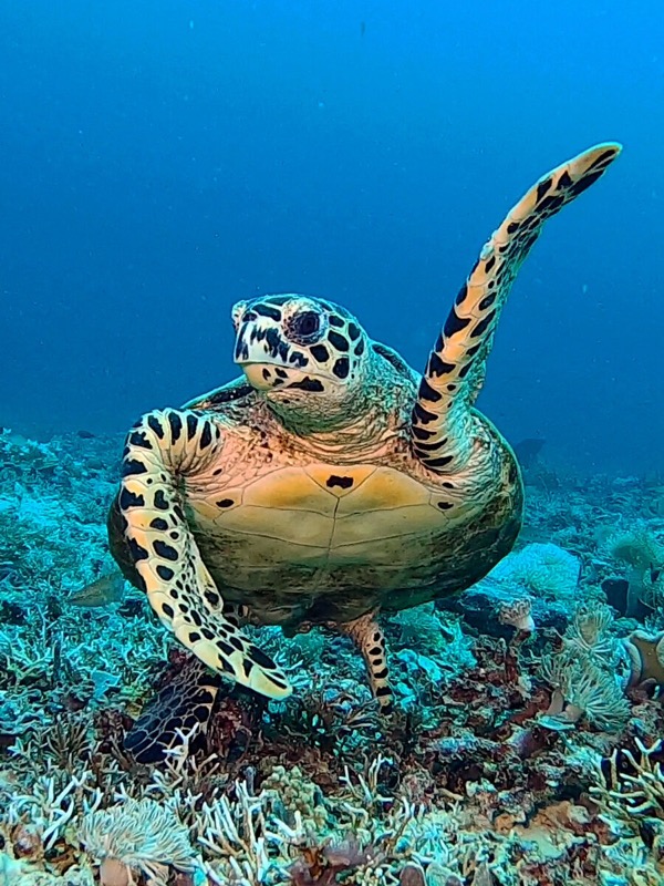 Tortue, Indonésie.