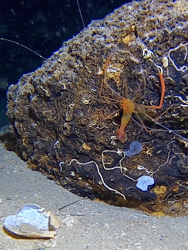 Crevette, Ustica.