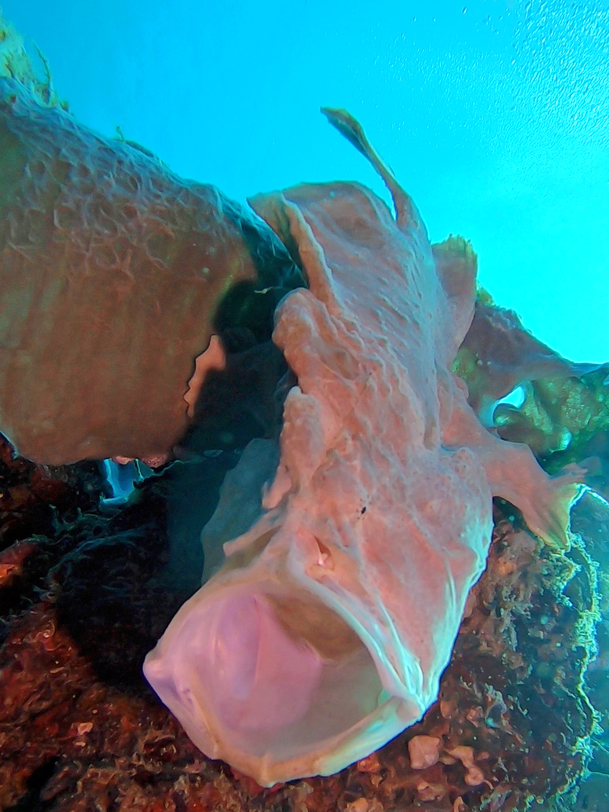 Poisson grenouille, Philippines.