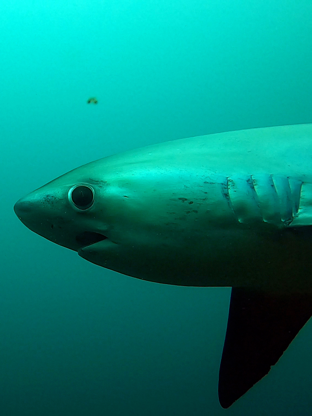 Requin Renard, Philippines.