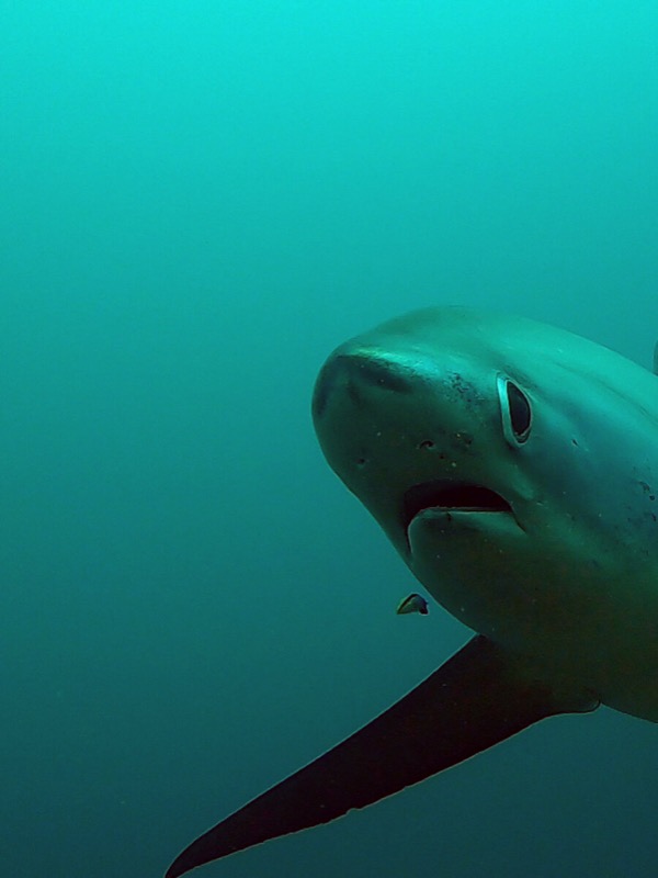 Requin Renard, Philippines.