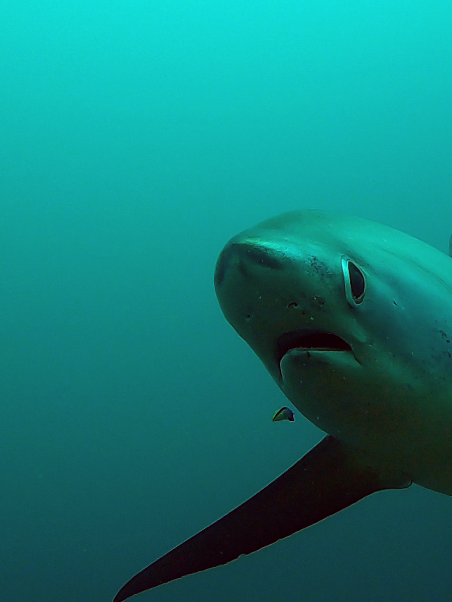 Requin Renard, Philippines.