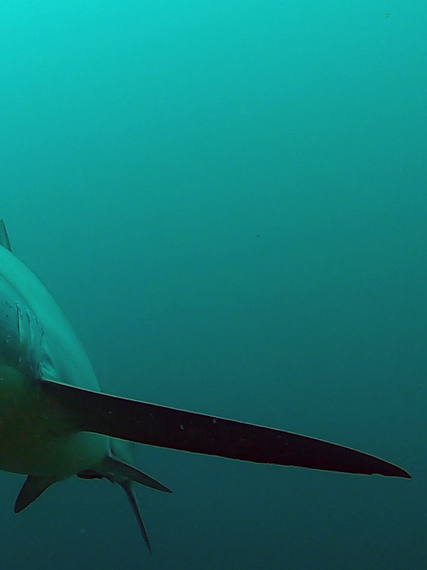 Requin Renard, Philippines.