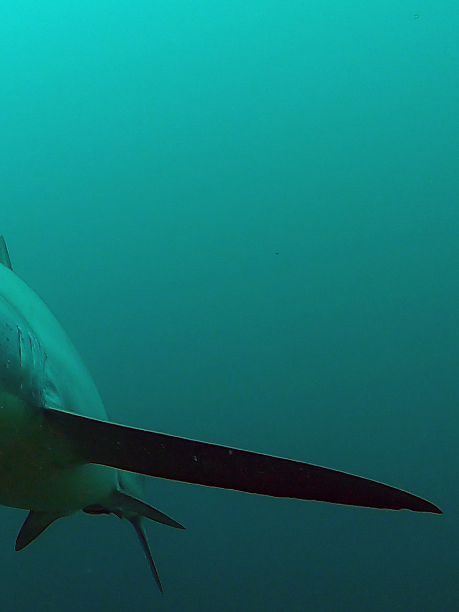 Requin Renard, Philippines.