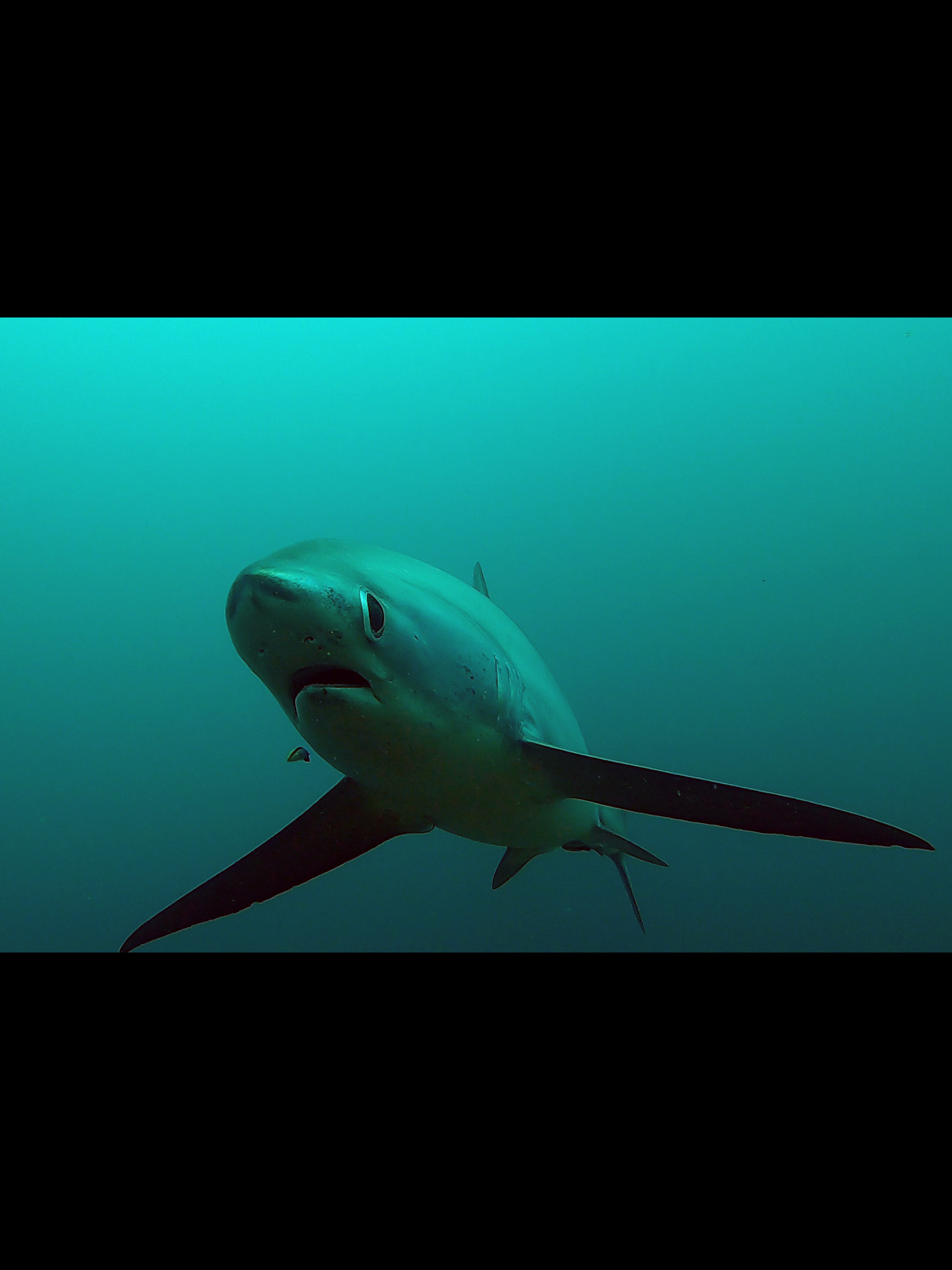 Requin Renard, Philippines.