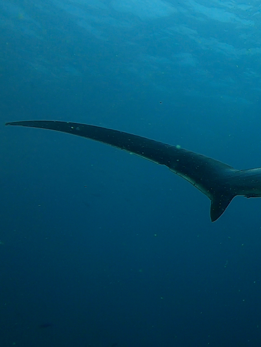Requin Renard, Philippines.