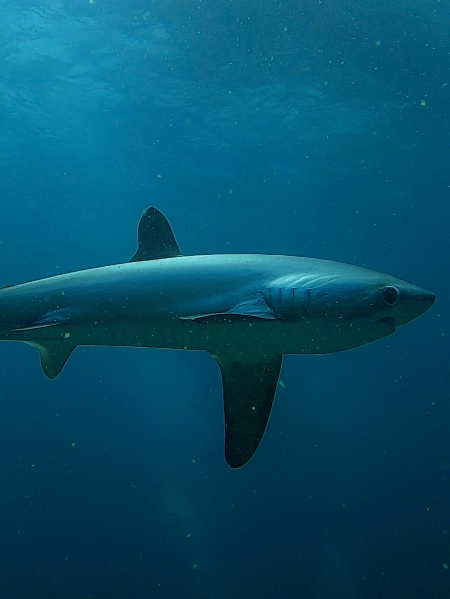 Requin Renard, Philippines.