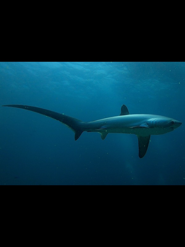 Requin Renard, Philippines.