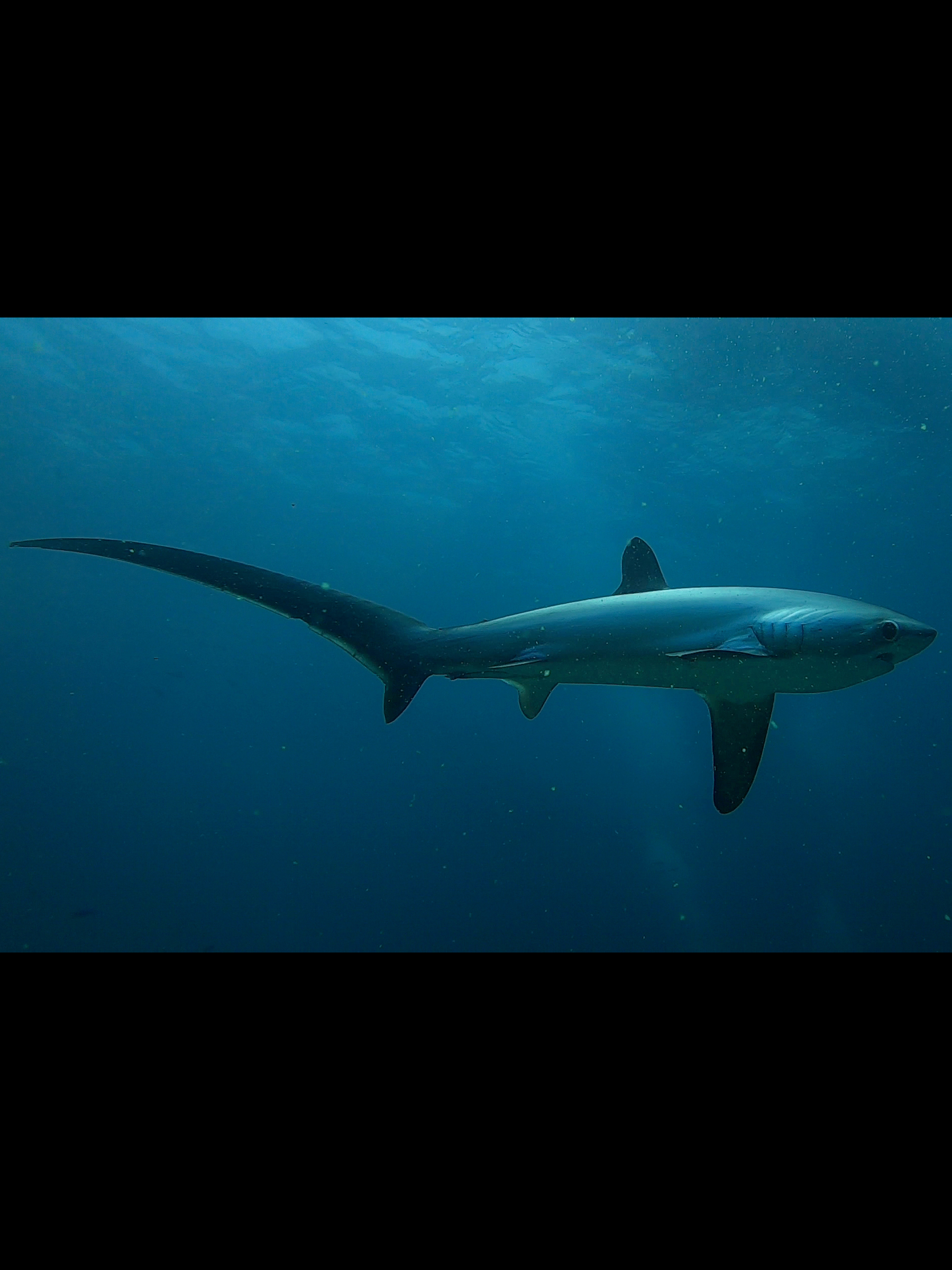 Requin Renard, Philippines.