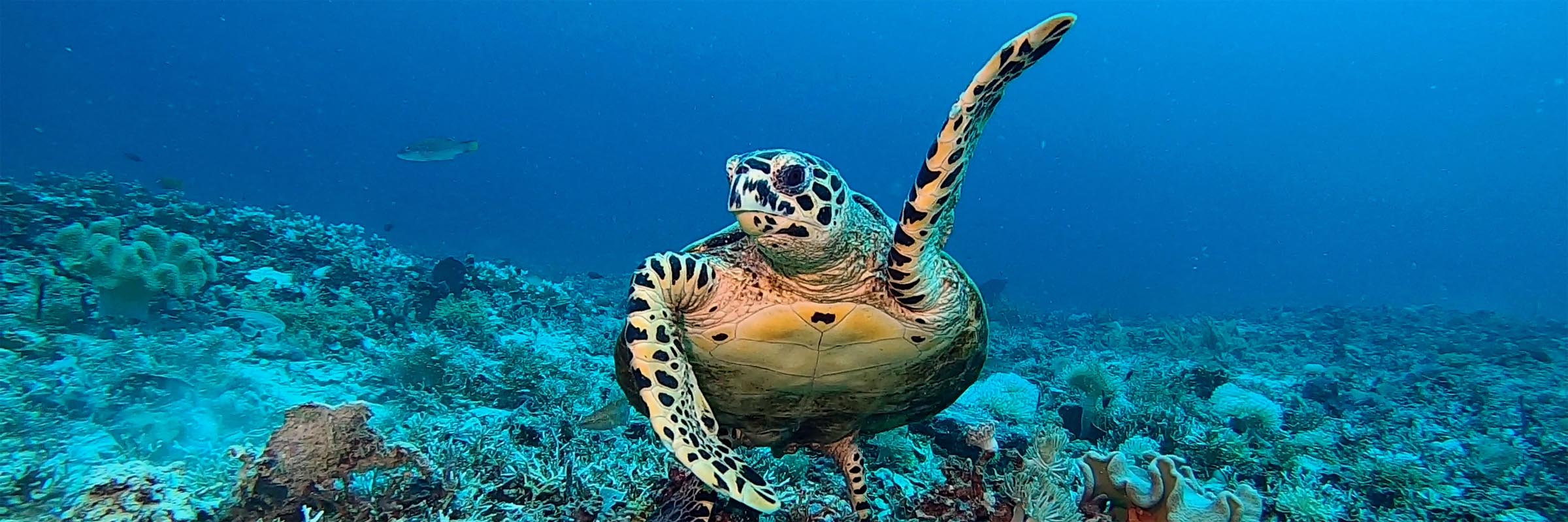 🤿 Photos sous-marines